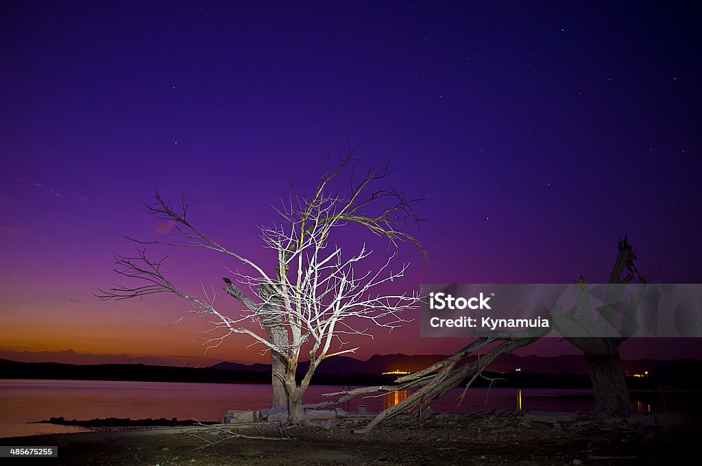 Dry trees Dry trees at reservoir from Bellus, Spain. Blue Stock Photo