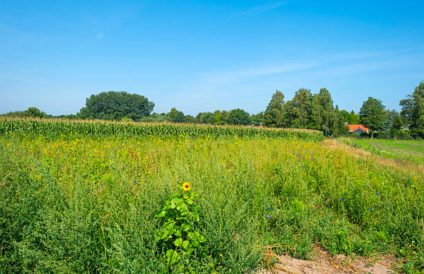 istock Wild flowers growing in a field in summer 485676228