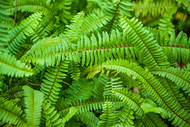 tubérculo samambaia sword - fern stem bracken leaf - fotografias e filmes do acervo