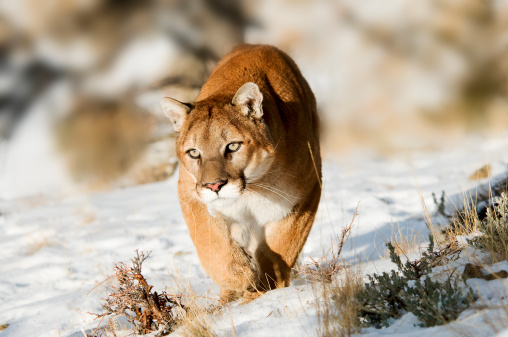 Mountain Lion prowling in winter