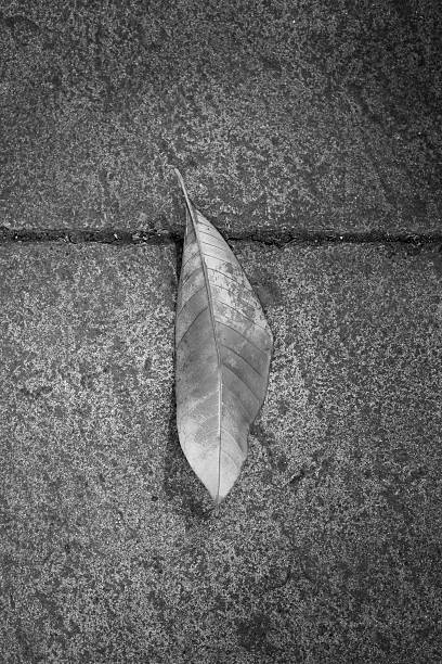 Autumnal leaf Autumnal leaf along a pathway,black and whiteAutumnal leaf along a pathway autumn collection stock pictures, royalty-free photos & images