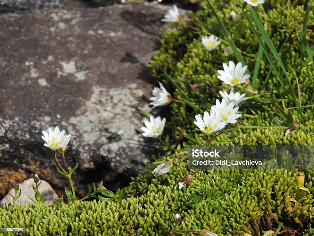 White Flowers of Stellaria Longifolia on Green Moss Green moss with white flowers of Stellaria Longifolia on dark stone. 2015 Stock Photo
