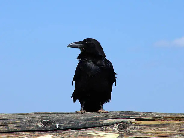 Photo of Raven on perch