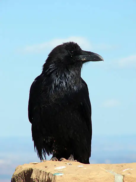 Photo of Raven