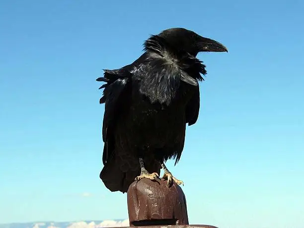Photo of Raven on perch