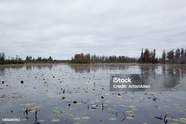 Swamp Trees With Spanish Moss Stock Photo - Download Image Now - 2015, Adventure, Environment