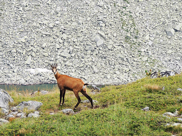 Rupicapra, wild goat on green a meadow of Pirin Mountain. Blue mountain lake and steep stony slope on the background.