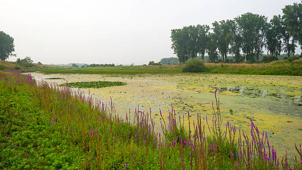 istock Water lillies in a river in summer 485680172
