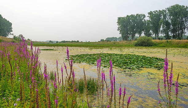 istock Water lillies in a river in summer 485680238