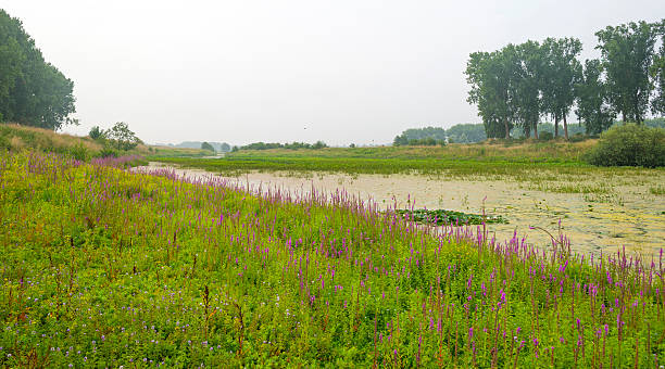 istock Water lillies in a river in summer 485680244