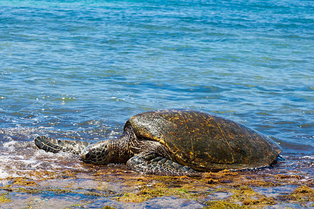 istock Green sea turtle swimming to shore 485680446