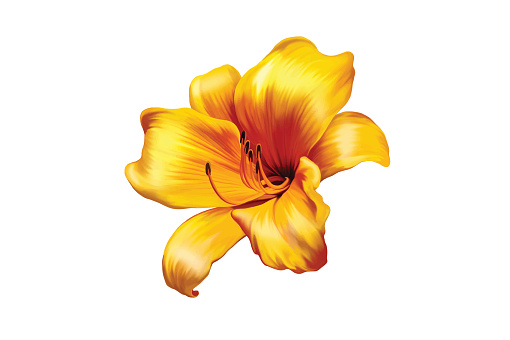 Vector illustration of Yellow lily. isolated on a white background