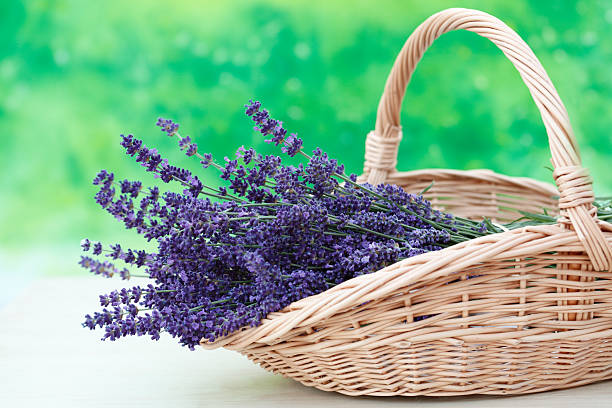 Basket of lavender