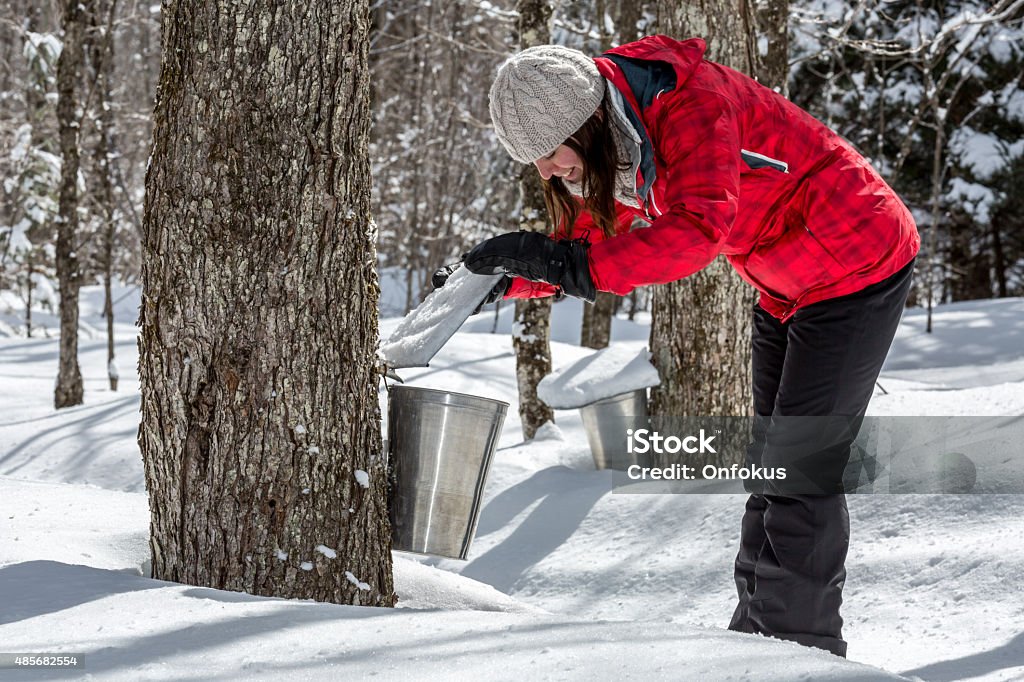 Woman Looking Inside Bucket Collecting Sap at Sugar Shack Woman looking inside Aluminium bucket on maple trees. Theses buckets are collecting sap to produce maple syrup at sugar shack at springtime in Quebec, Canada. Maple Syrup Stock Photo