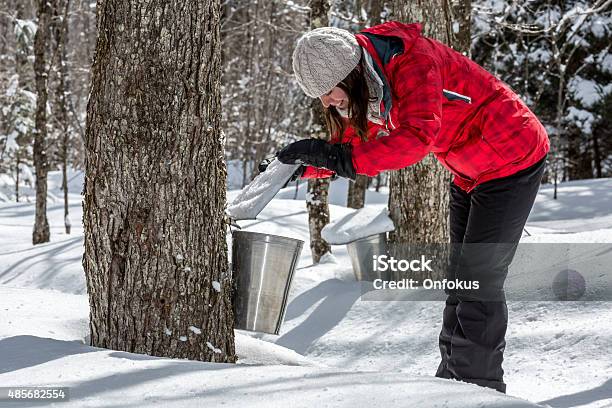 Woman Looking Inside Bucket Collecting Sap At Sugar Shack Stock Photo - Download Image Now