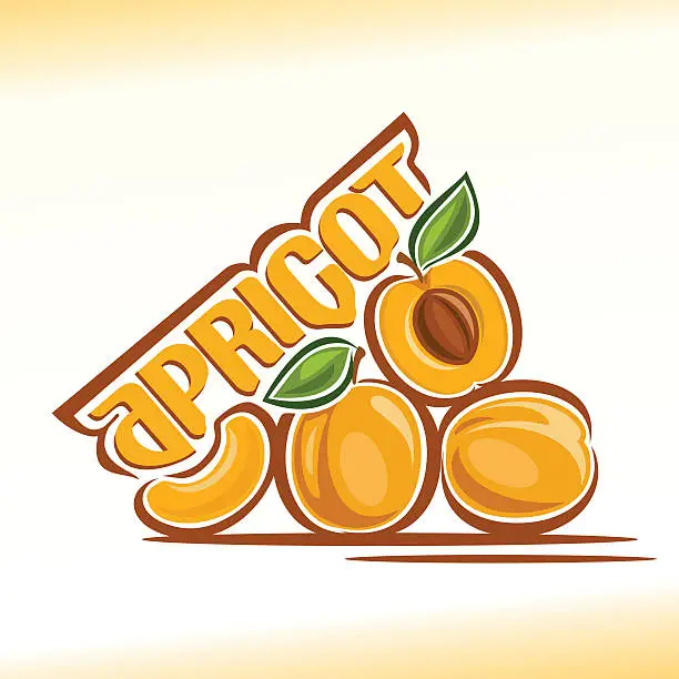 Vector illustration of Vector illustration on the theme of apricot