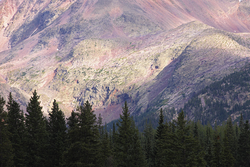 Unusual earth tones in a San Juan Mountain forest wilderness near Ironton, between Ouray and Silverton, Colorado, 2015.  Focus on conifer trees in foreground.