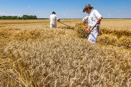 People are reaping wheat manually in a traditional rural way.