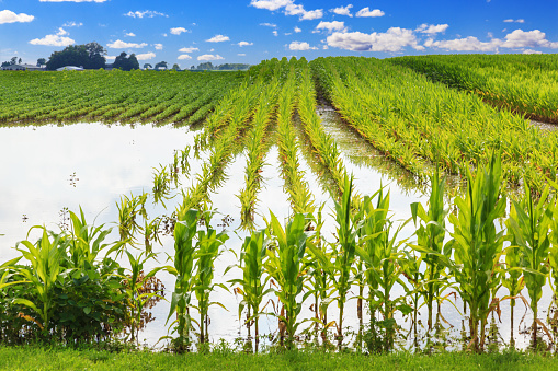 A rural country scene in Central Illinois showing a corn field that has been flooded by rain. The color photograph shows standing water surrounding corn plants. A blue sky in clouds is in the background.