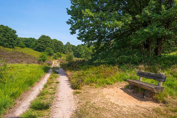 istock Dirt track through a field with heather in summer 485691590