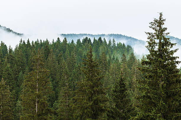 istock Montenegrin ridge in Carpathians 485692104