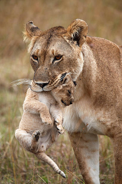 istock Lioness with puppy 485692552