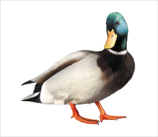 Vector illustration of male mallard duck. Vector