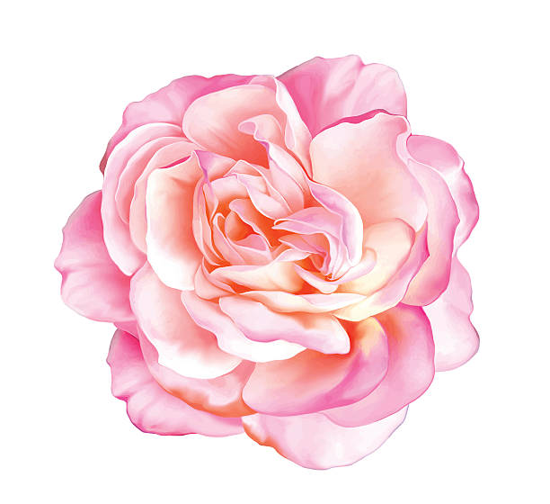 illustrations, cliparts, dessins animés et icônes de rose rose fleur. vecteur - rose fleur