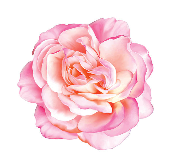 Pink rose flower. Vector Beautiful light pink red Rose Flower isolated on white background. Vector illustration rose flower stock illustrations