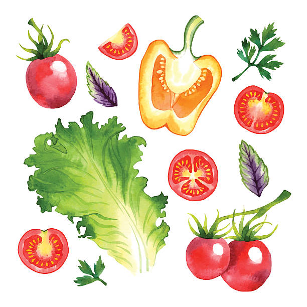 Vegetables set Watercolor vector vegetables set with cherry tomatoes, lettuce, orange pepper, basil and parsley tomato slice stock illustrations