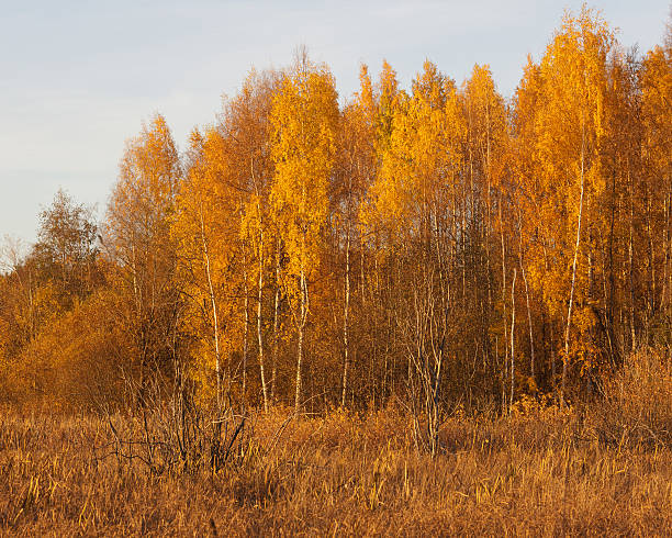 istock Nature landscape in autumn colors 485695824