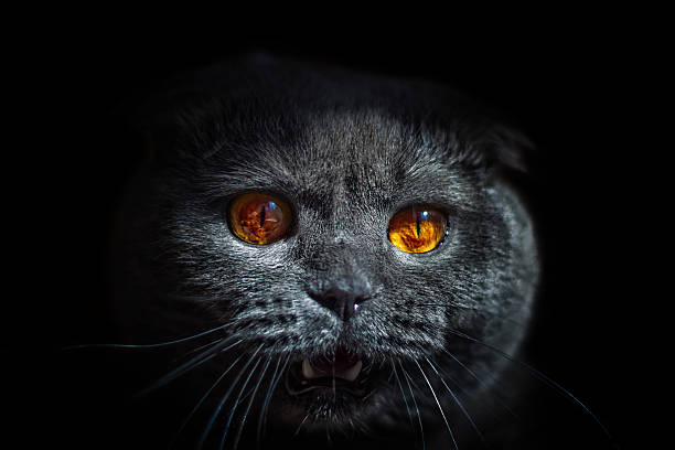istock cat wild glance bulging eyes and open mouth 485697174