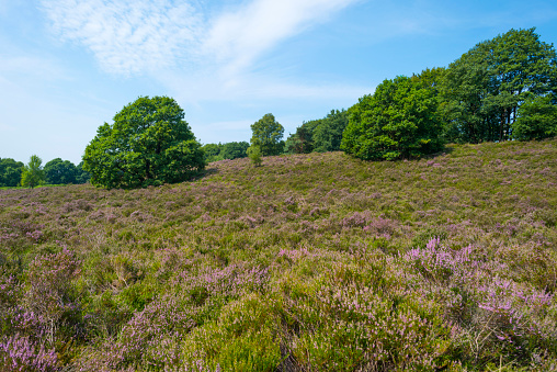 Clearing with blooming heather in a forest