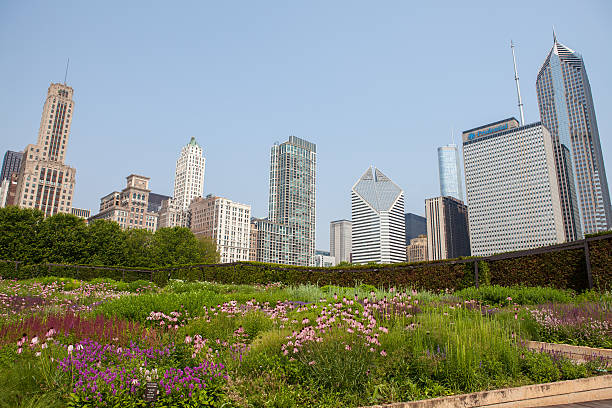 Chicago Skyline Сhicago, USA - June 30, 2015: A view of Chicago's Skyline with Laurie Garden (Millennium Park) in the foreground on a sunny summers day - Chicago, Illinois - Editorial Image  millennium park stock pictures, royalty-free photos & images