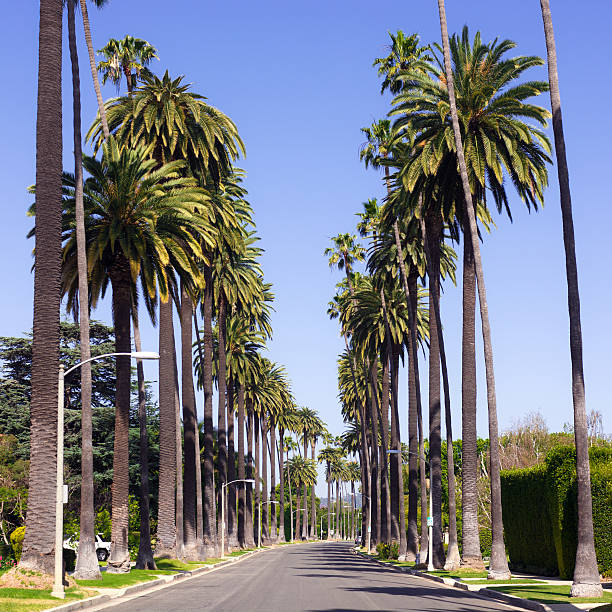 istock Palm trees along road in Beverly Hills 485699582