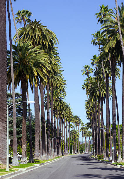 istock Palm trees along road in Beverly Hills 485699584