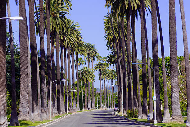istock Palm trees along road in Beverly Hills 485699586
