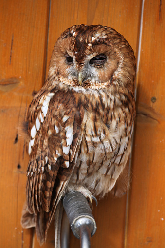 Tawny owl (Strix aluco), also known as the brown owl. Wild life animal.