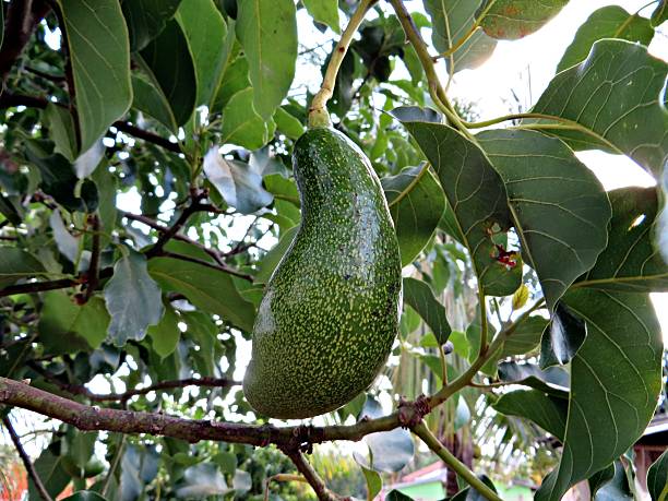 avocado
