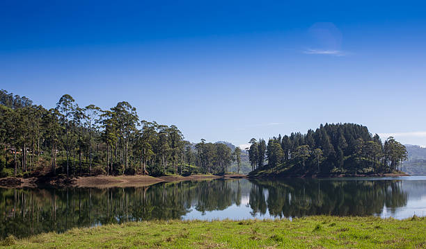 istock pang ung , reflection of pine tree in a lake 485703690