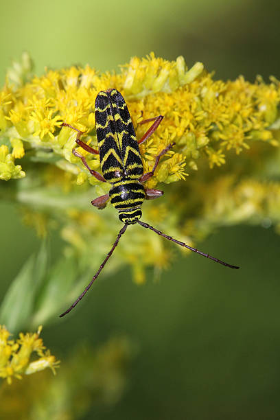 locust barrenador (megacyllene robiniae - megacyllene robiniae fotografías e imágenes de stock