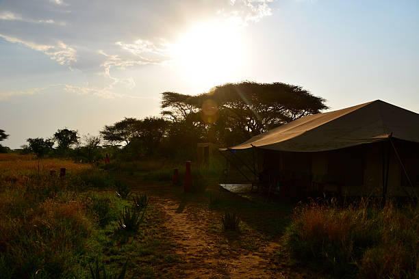 istock Luxury Tented safari camp Serengeti during sunset 485704454