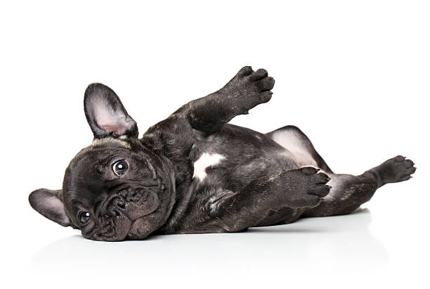 istock French bulldog pup resting 485705164