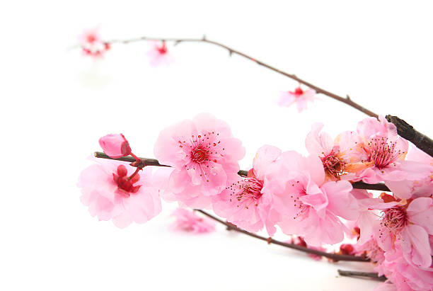 istock Plum Flowers or Cherry Blossom 485705212