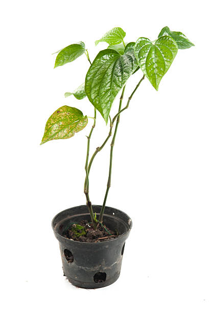 istock Plant potted plant isolated on white 485705884