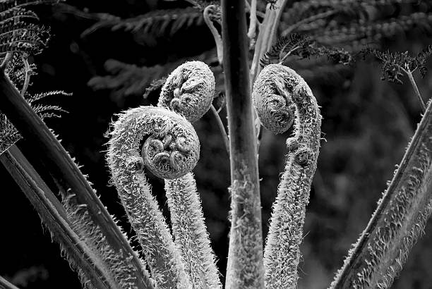 samambaia despertar - fern bracken growth leaf imagens e fotografias de stock