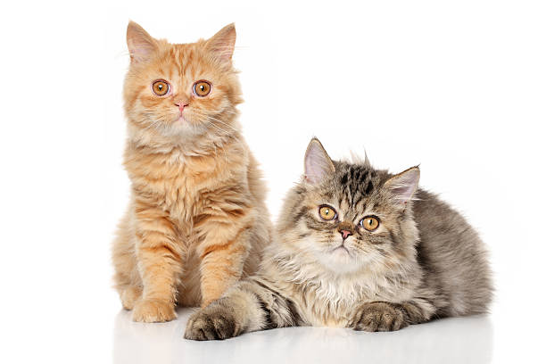 istock Pair of Persian cats 485706162