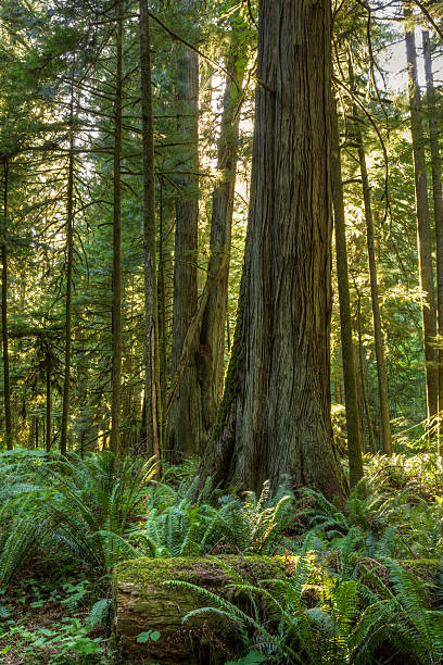 istock Giants Amidst the Ferns 485706884