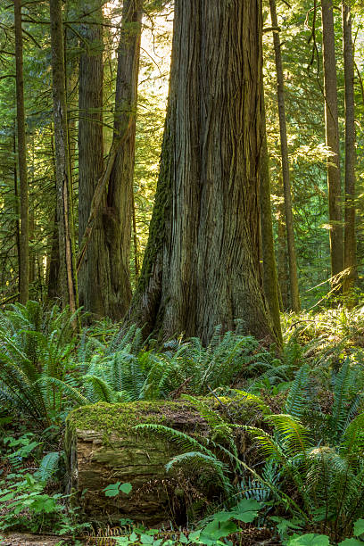 istock Red Cedar and Fern Forest 485706886