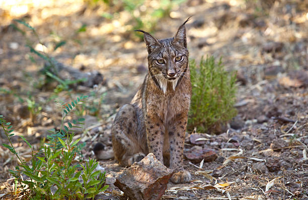 istock Iberian lynx sitting on alert 485707644